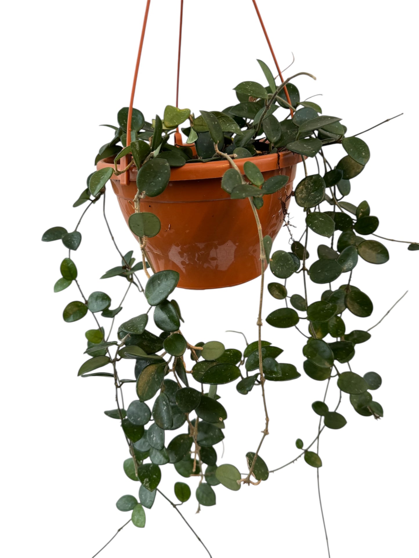 Hoya Mathilde 6 “ pot