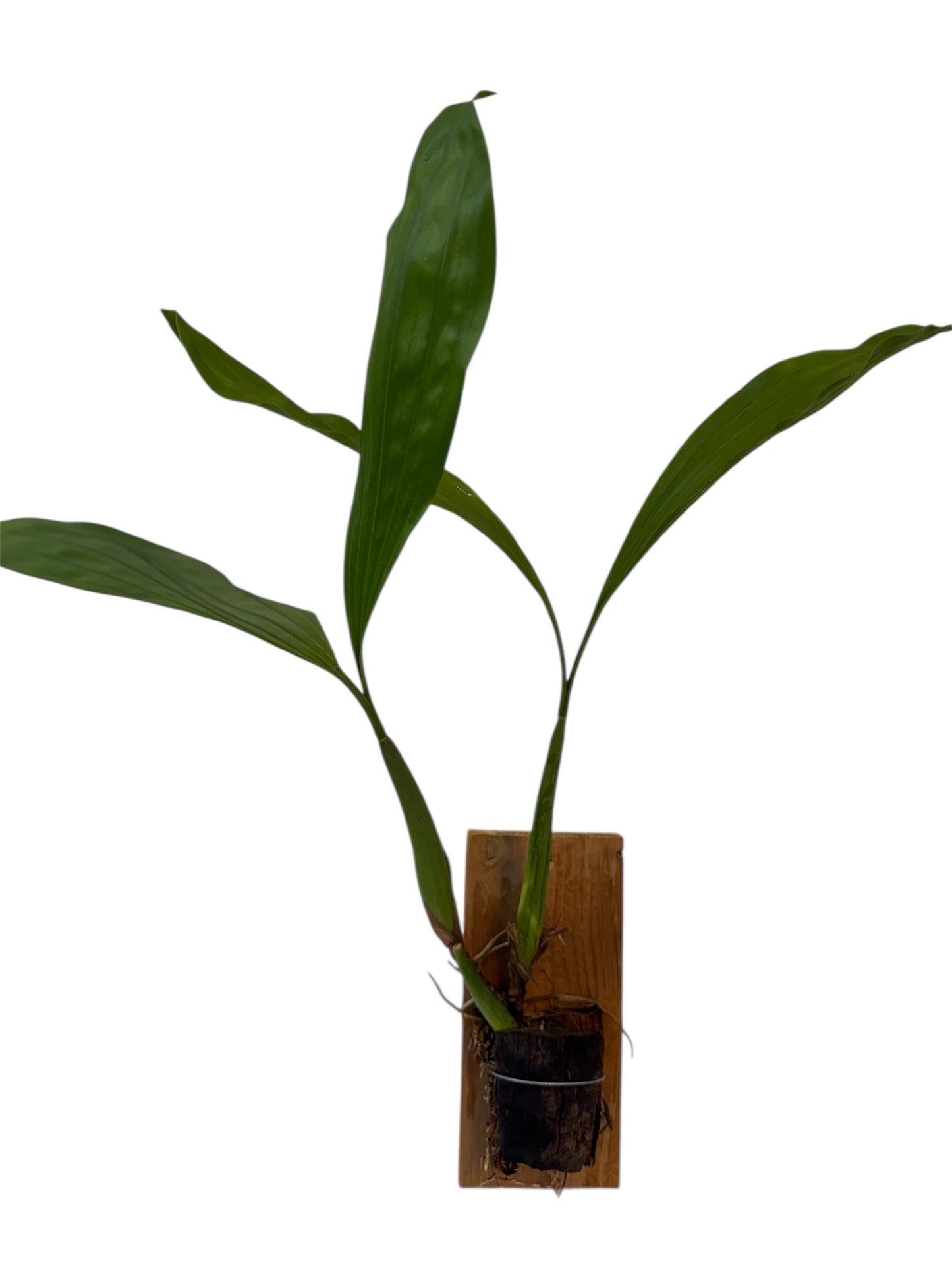 Orchid Coelogyne rochussenii
