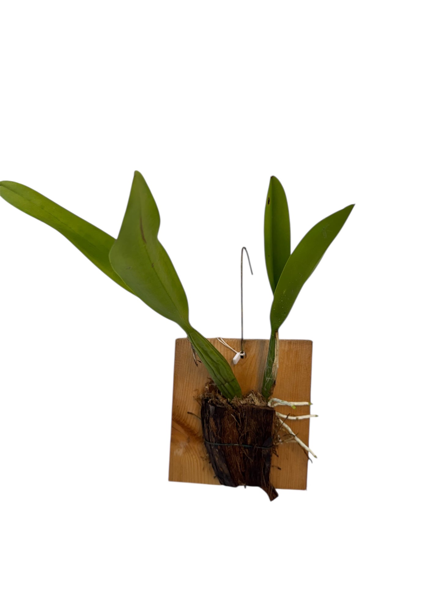 Orchid Schomburgkia lueddemanniana