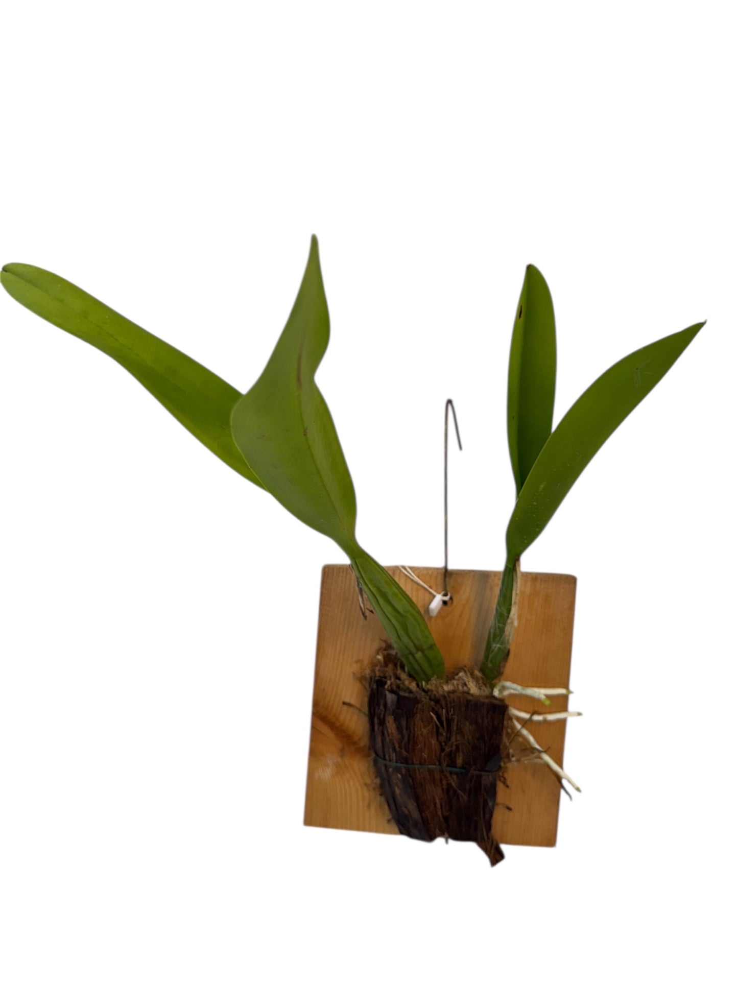 Orchid Schomburgkia lueddemanniana