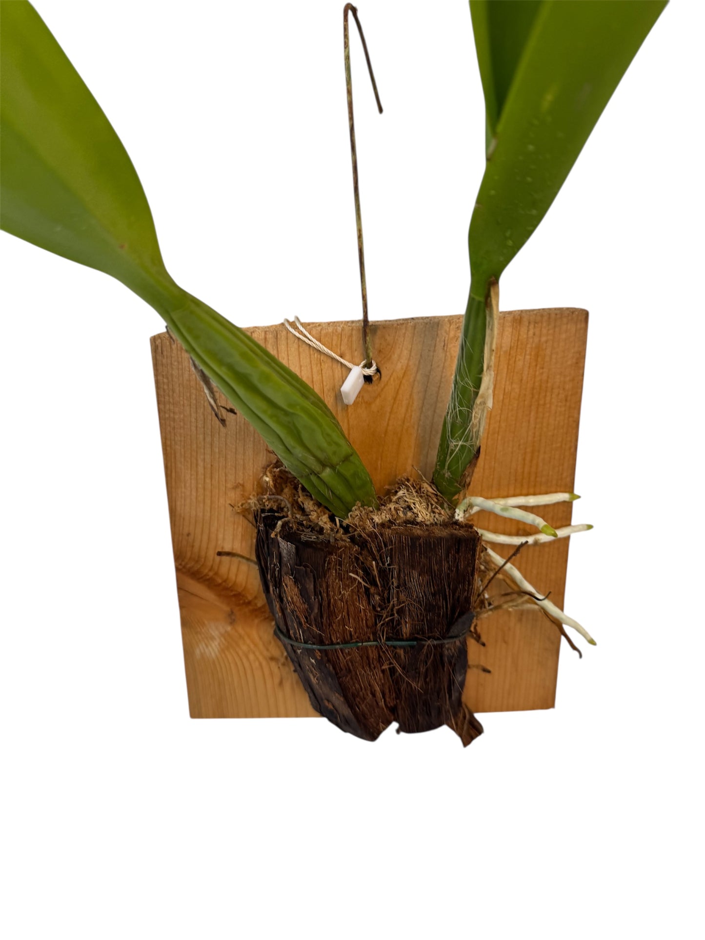 Orchid Schomburgkia lueddemanniana
