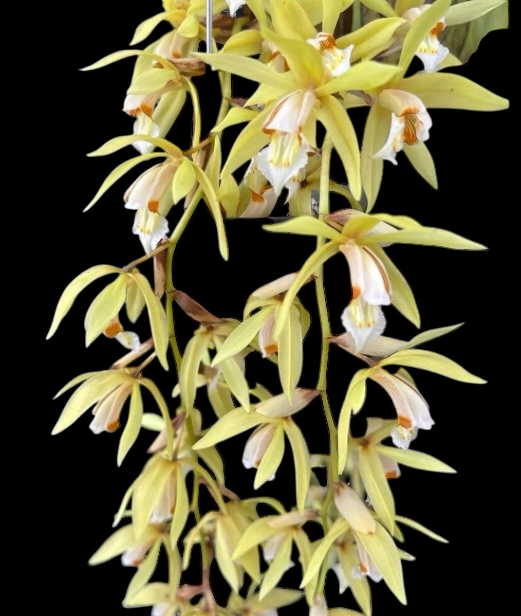 Orchid Coelogyne rochussenii