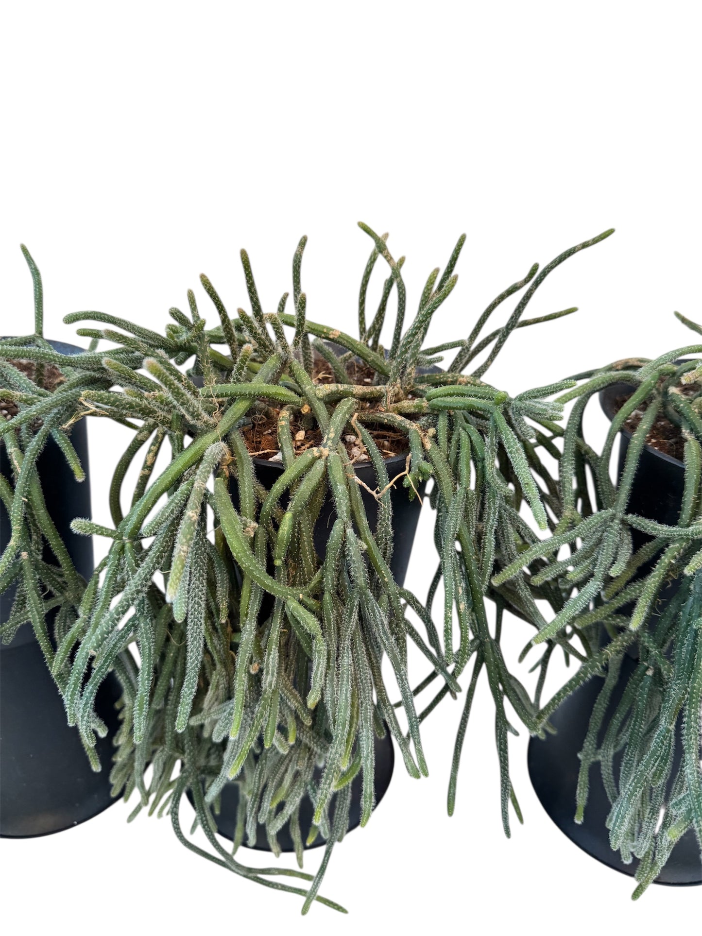 Rhipsalis Mouse Tail 5 “ pot
