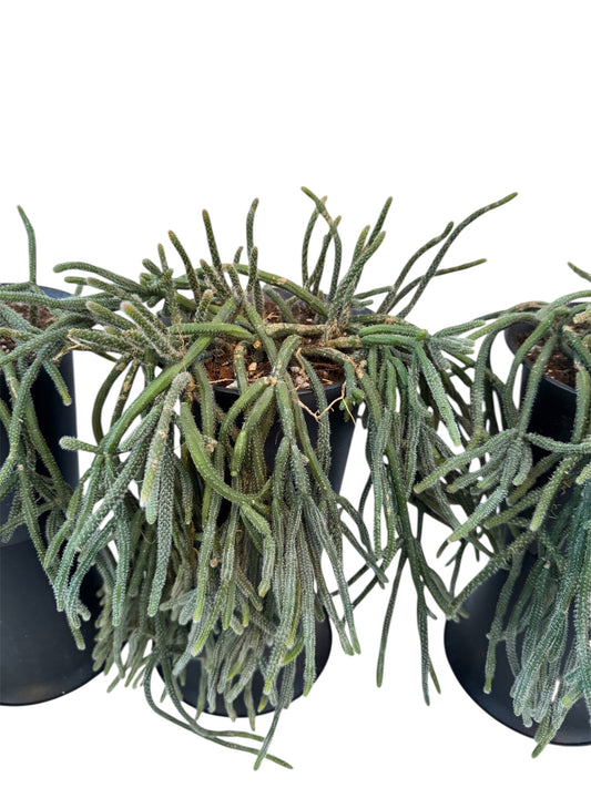 Rhipsalis Mouse Tail 5 “ pot