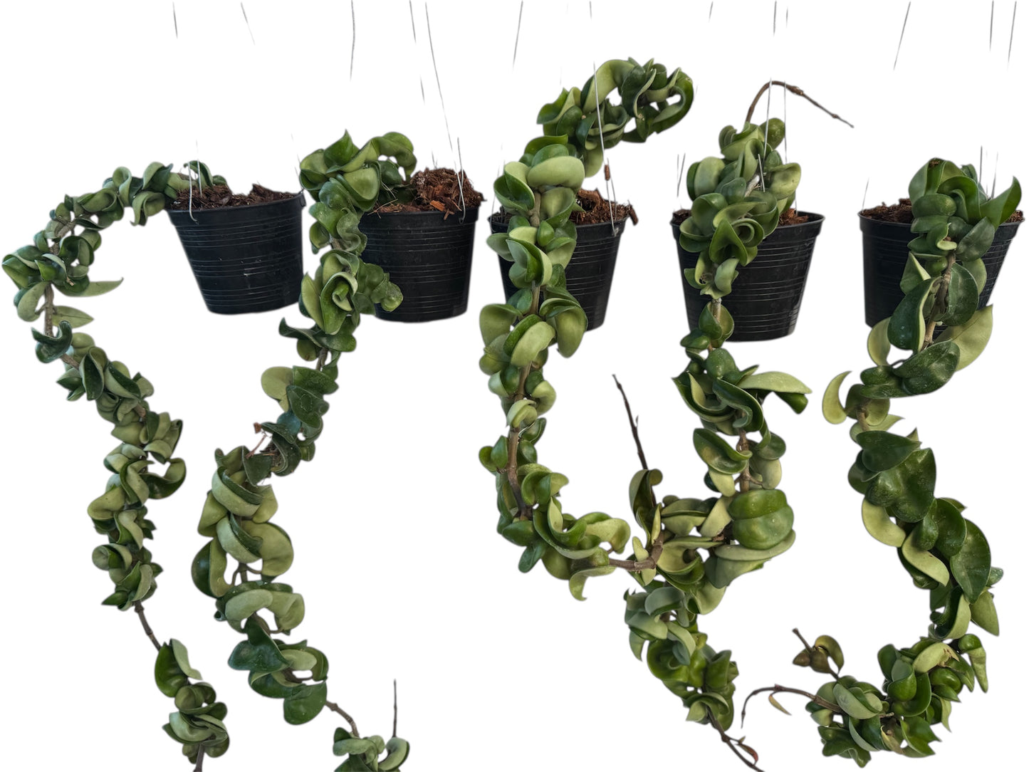 Hoya Compacta Green Hidu rope) 18 - 24 inch long