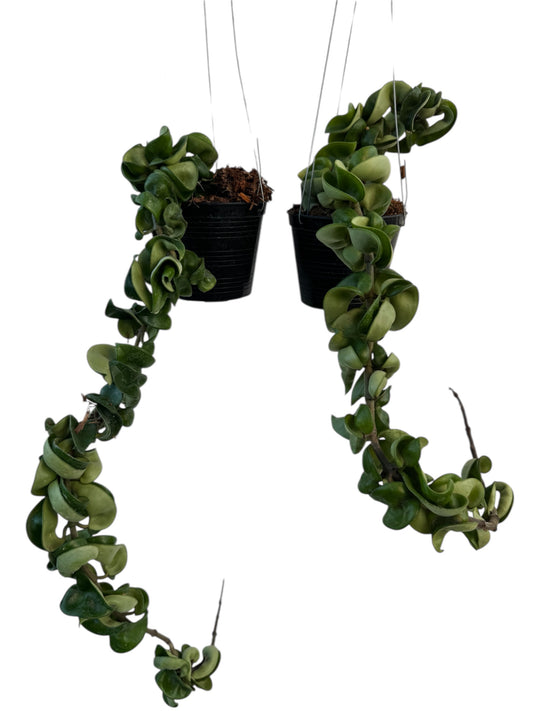 Hoya Compacta Green Hidu rope) 18 - 24 inch long