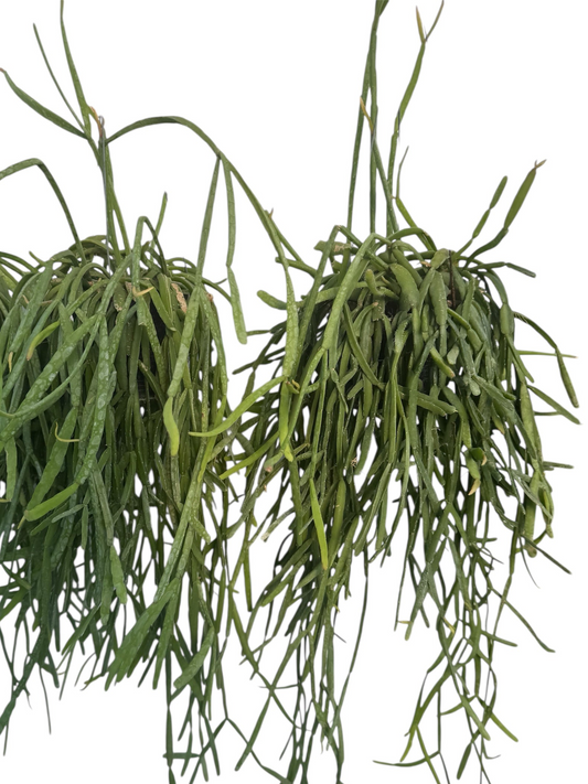 Rhipsalis Micrantha Medium