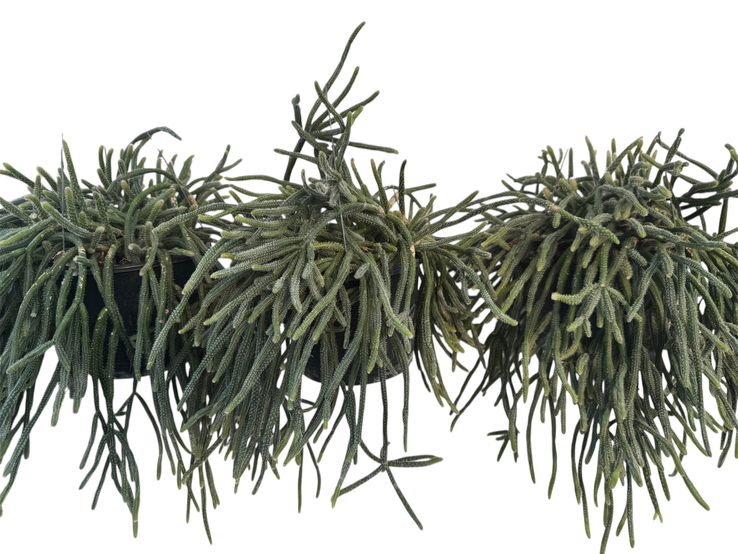 Rhipsalis Mouse Tail 6 “ pot