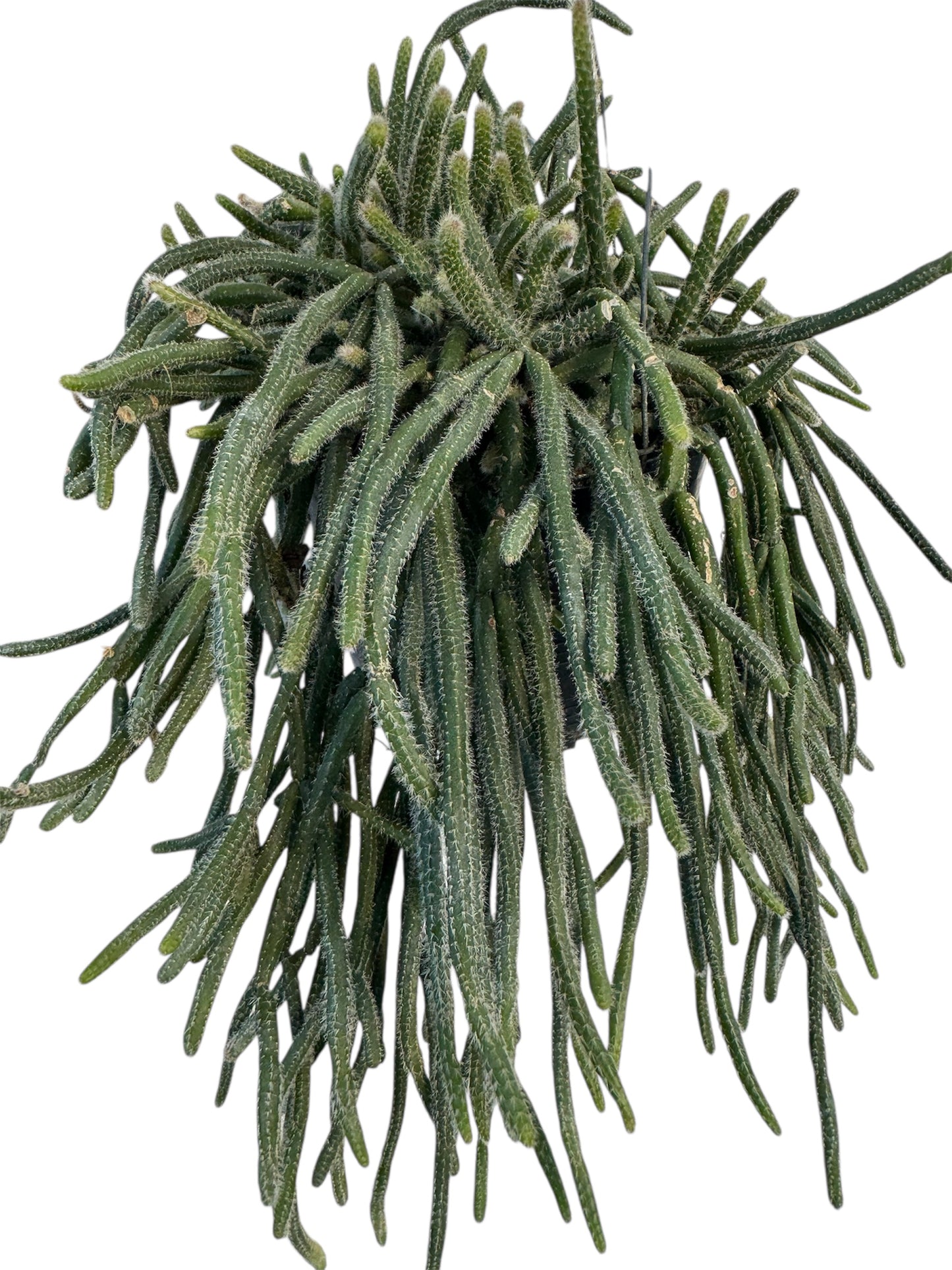 Rhipsalis Mouse Tail 6 “ pot