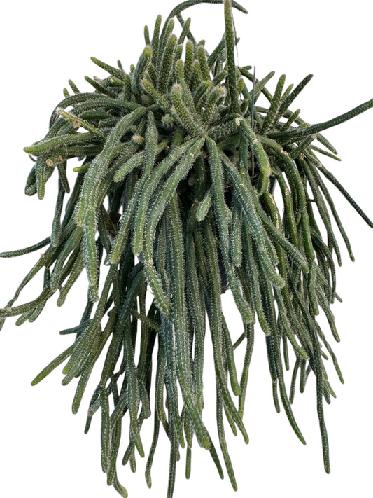 Rhipsalis Mouse Tail 6 “ pot