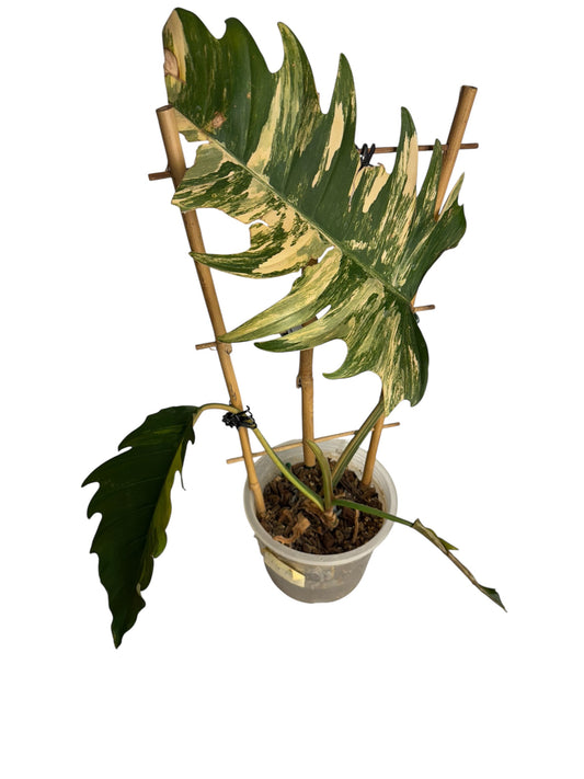 Philodendron Caramel Marble Large