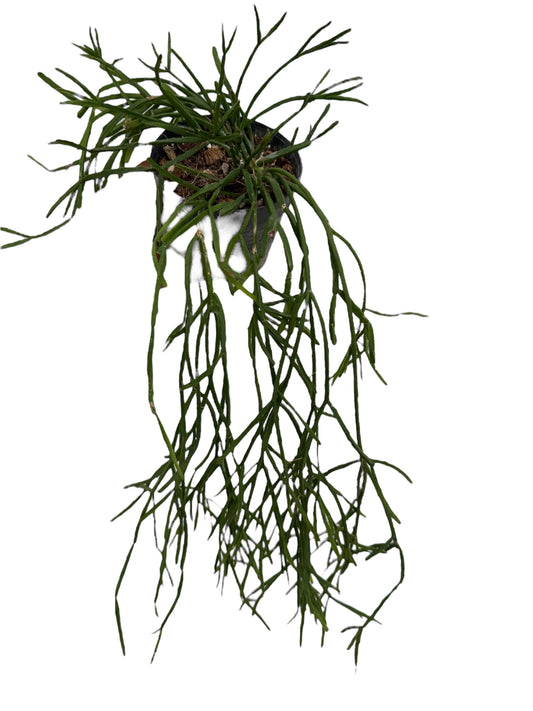 Rhipsalis Trigona