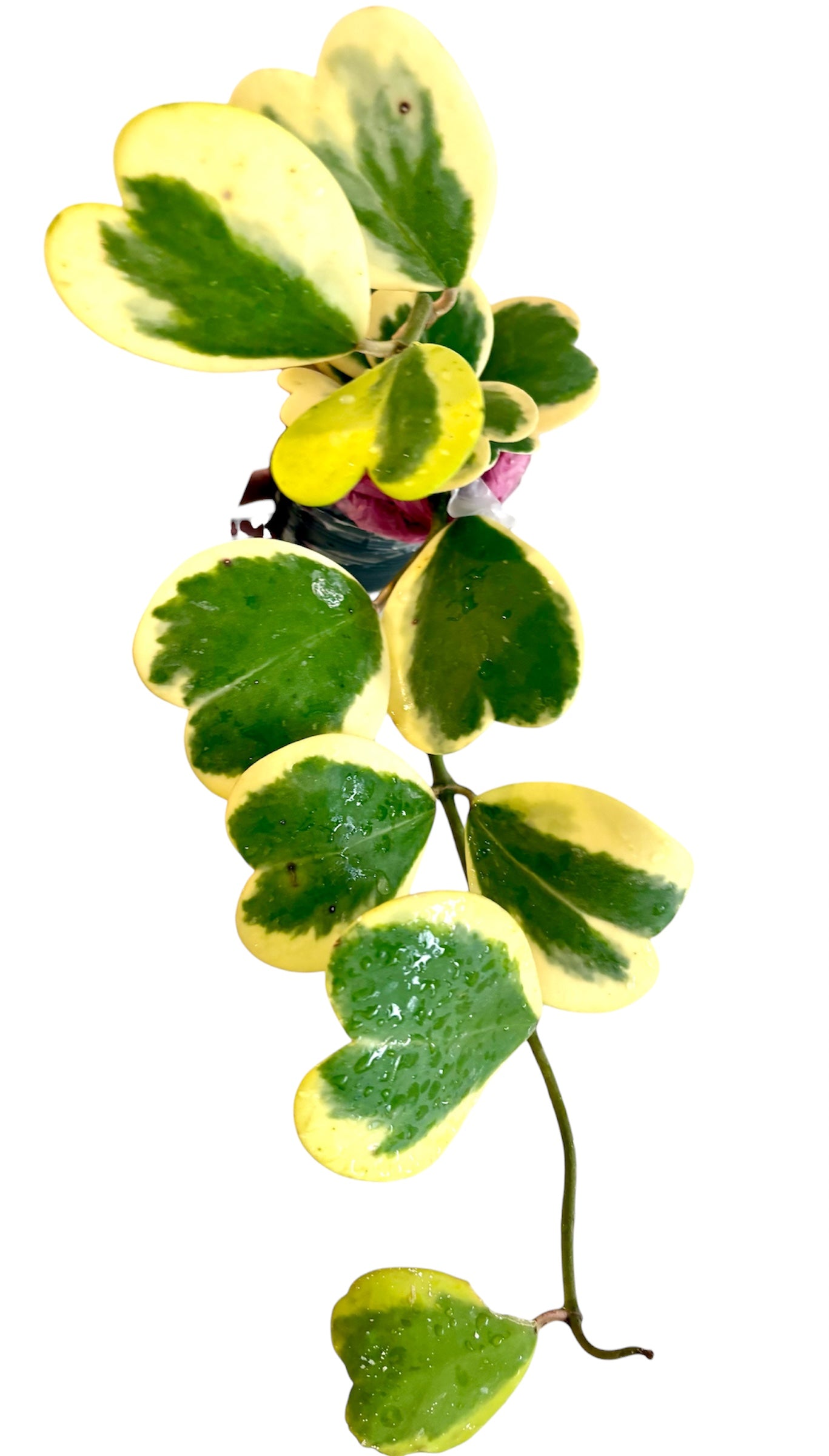 Hoya Kerri Heart Variegated vine