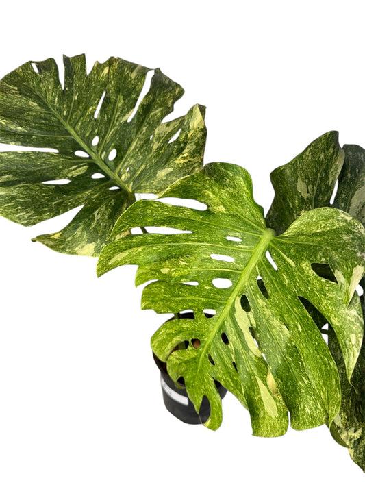 Monstera Green Snow (Rare) Large Form