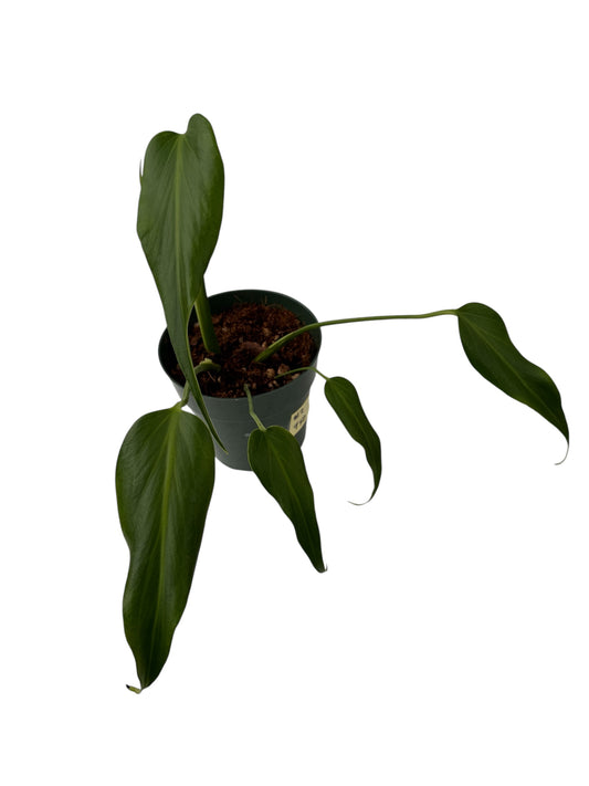 Monstera Burle Max Flame Large