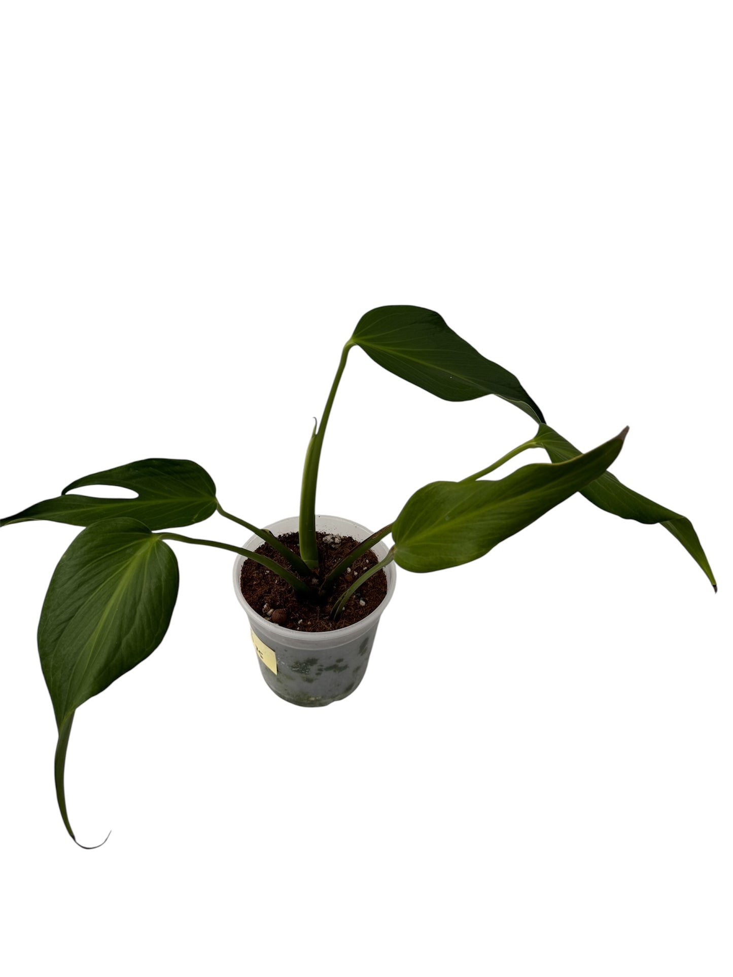Monstera Burle Max Flame X-Large