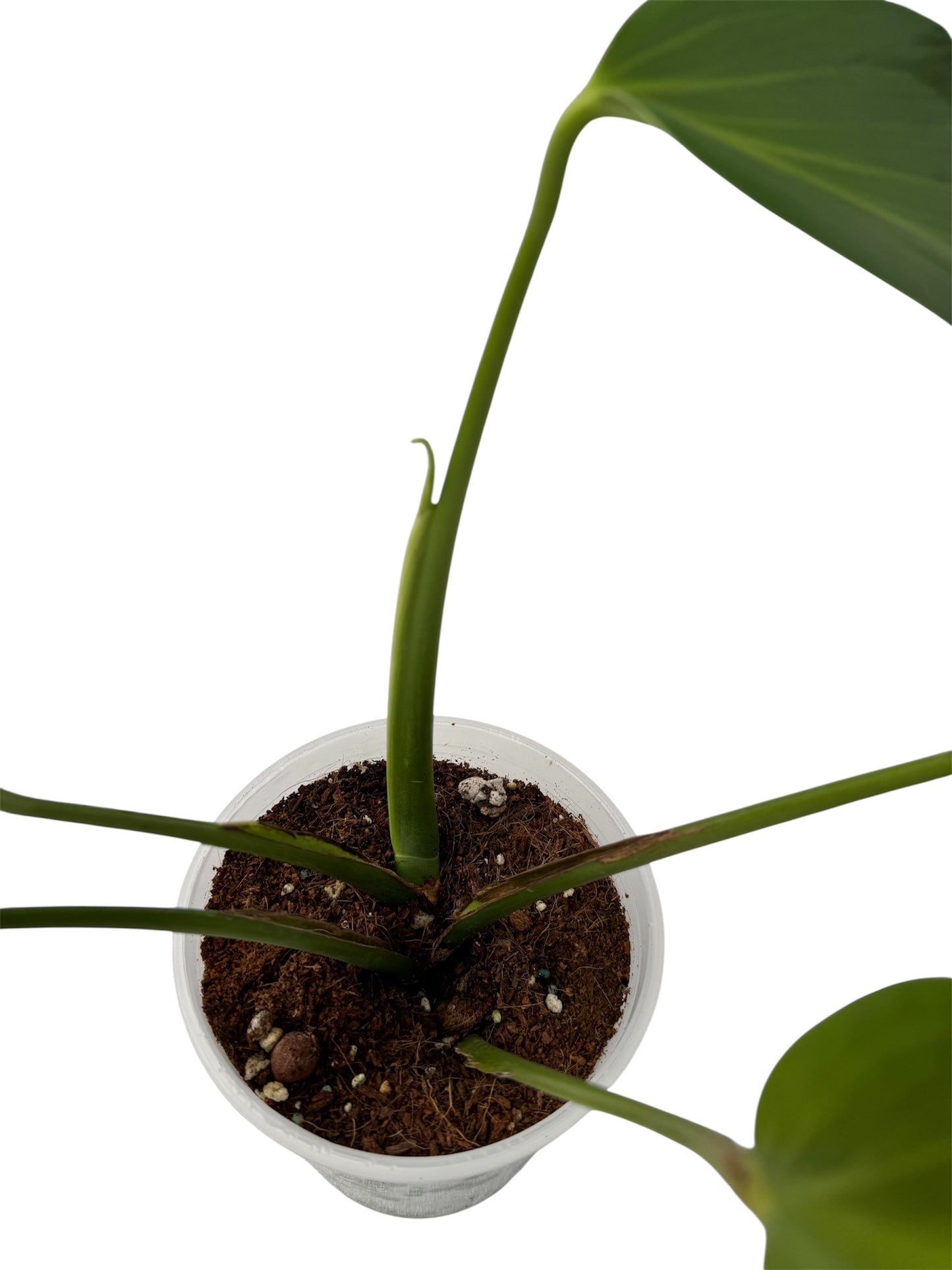 Monstera Burle Max Flame X-Large