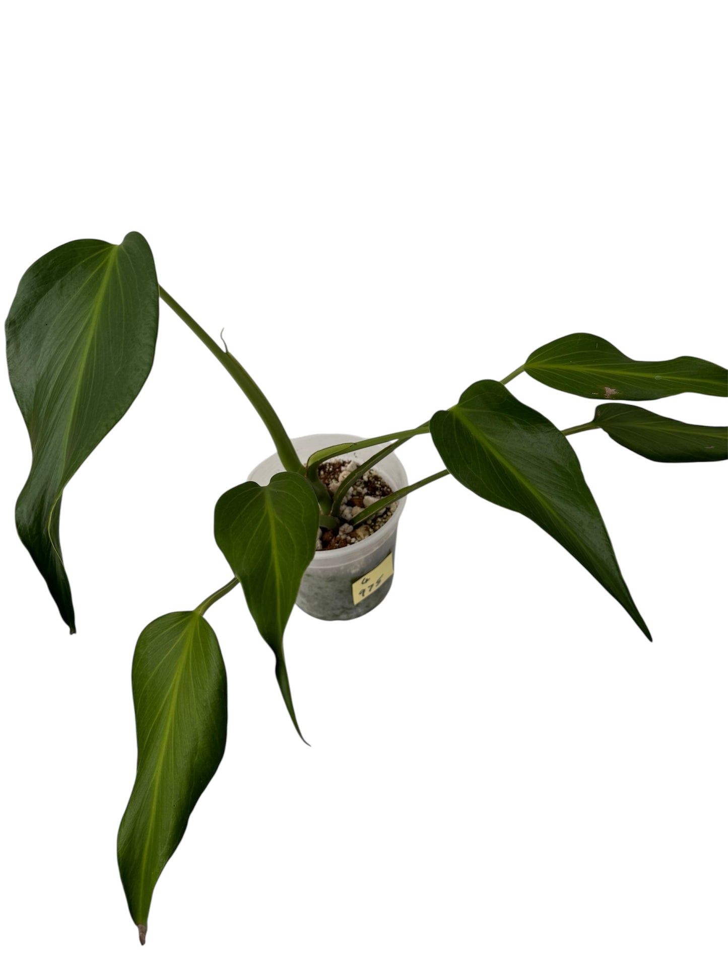 Monstera Burle Max Flame X-Large