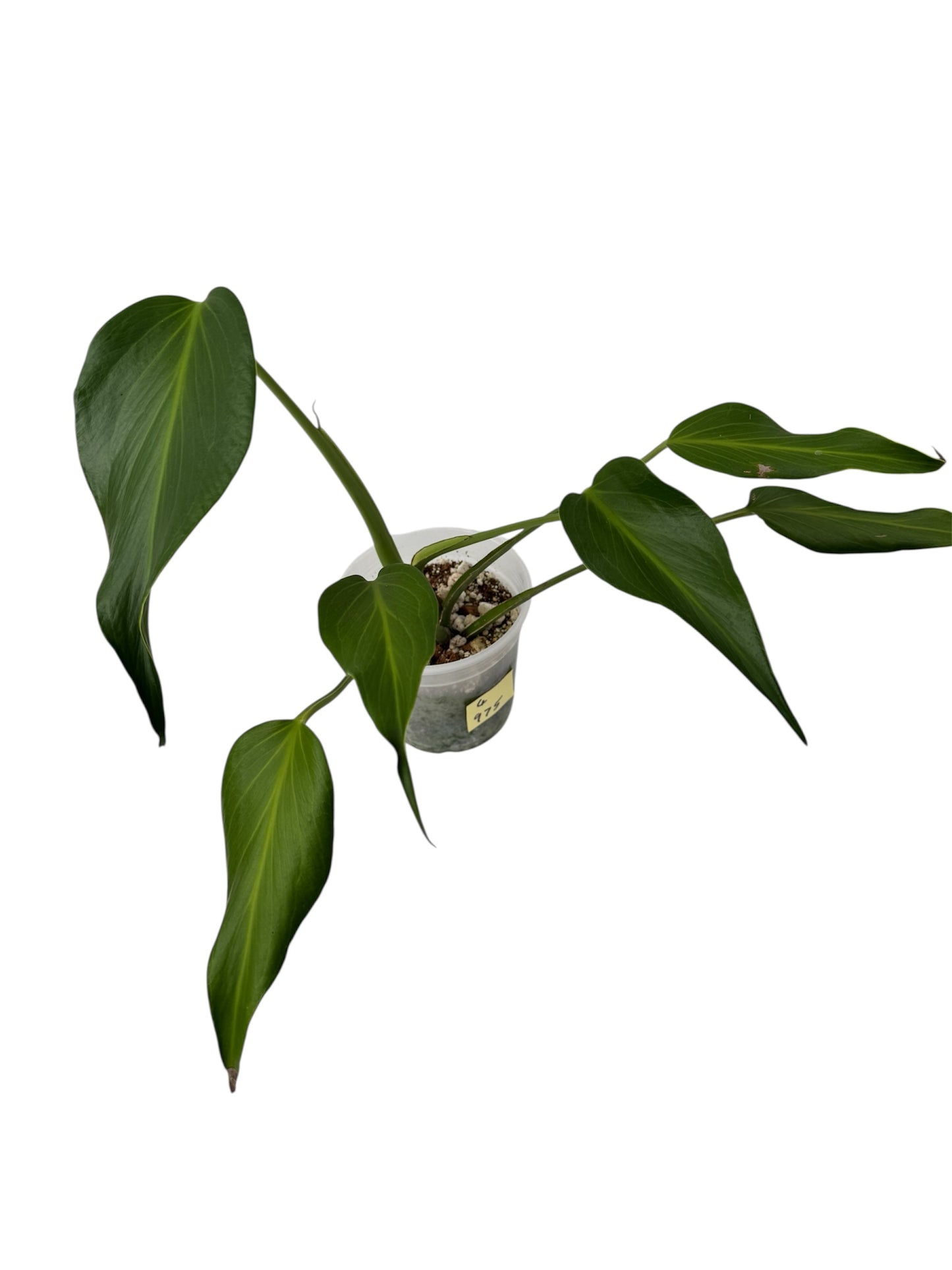Monstera Burle Max Flame X-Large