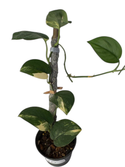 Scindapsus Jade Satin Variegated
