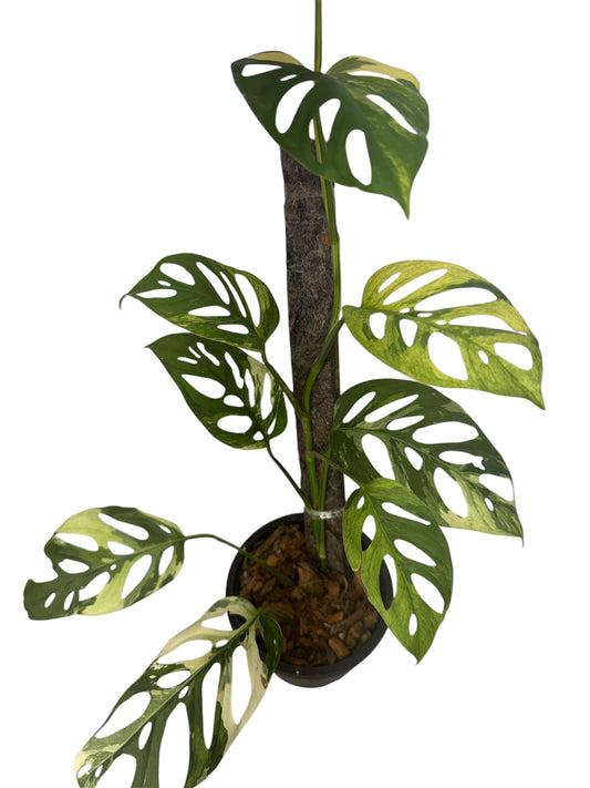 Monstera Adonsonii Variegated