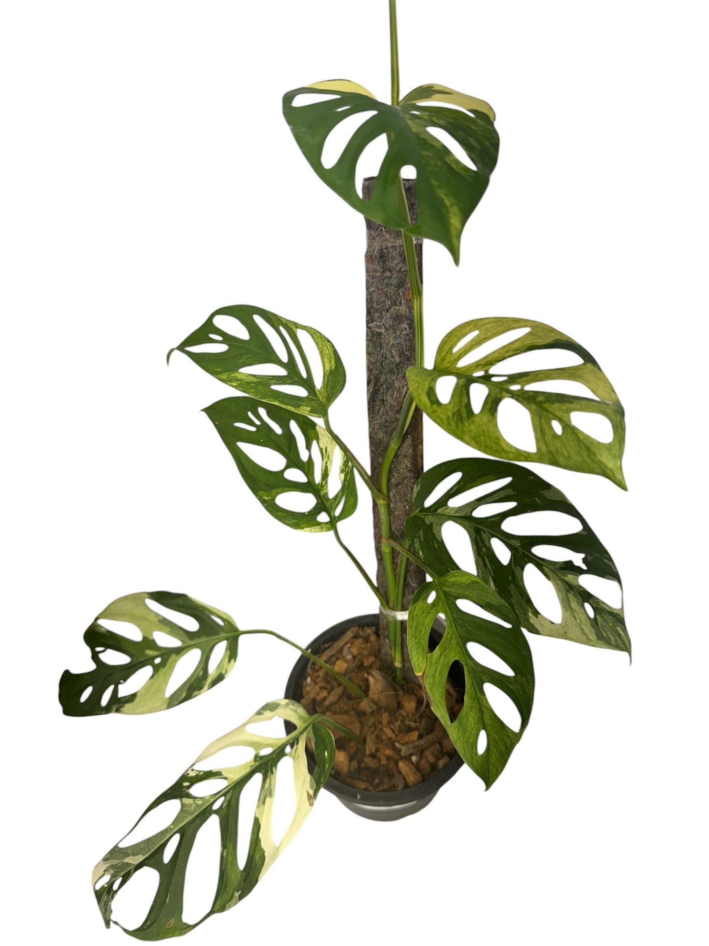 Monstera Adonsonii Variegated