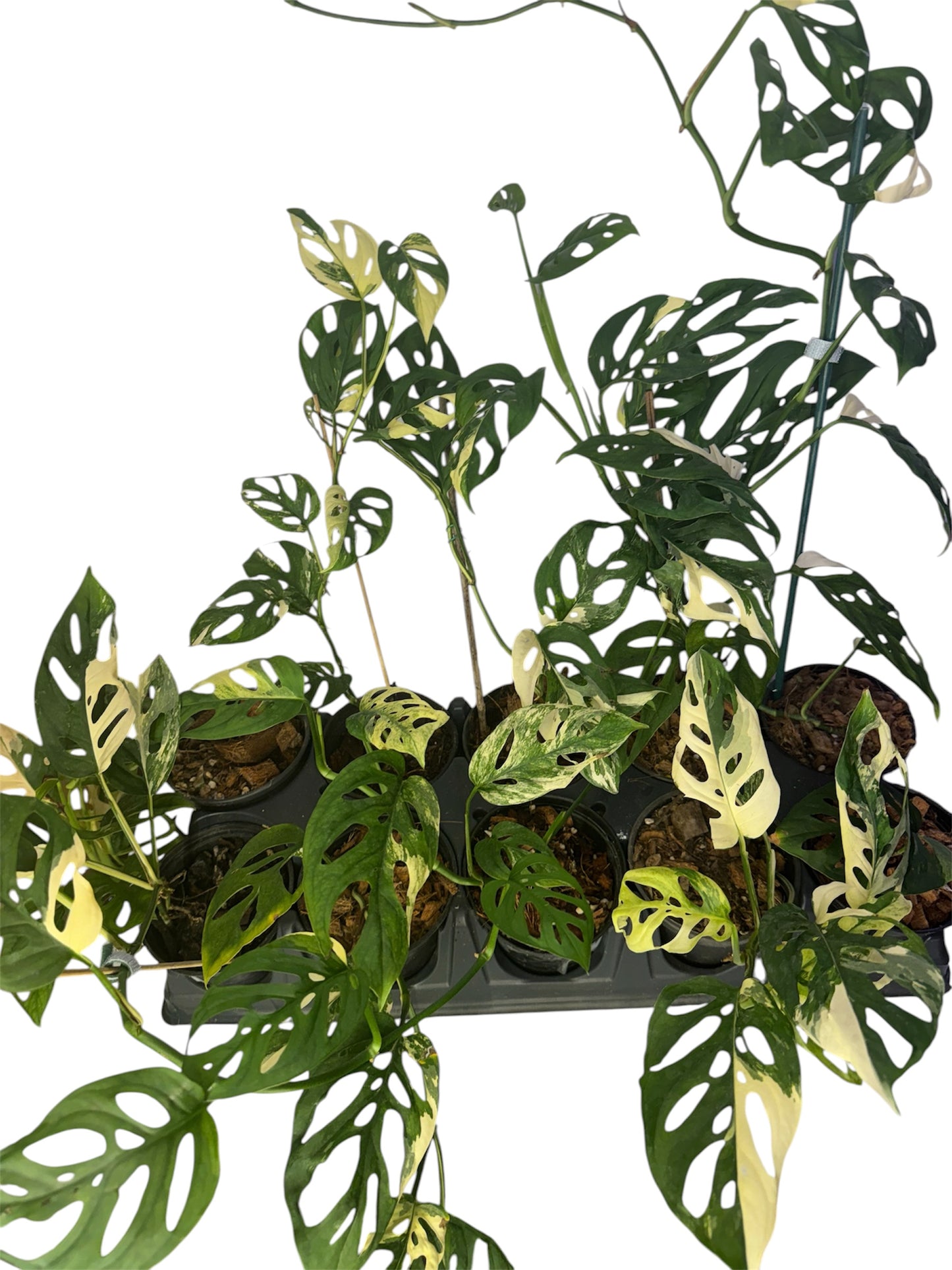 Monstera Adonsonii Variegated