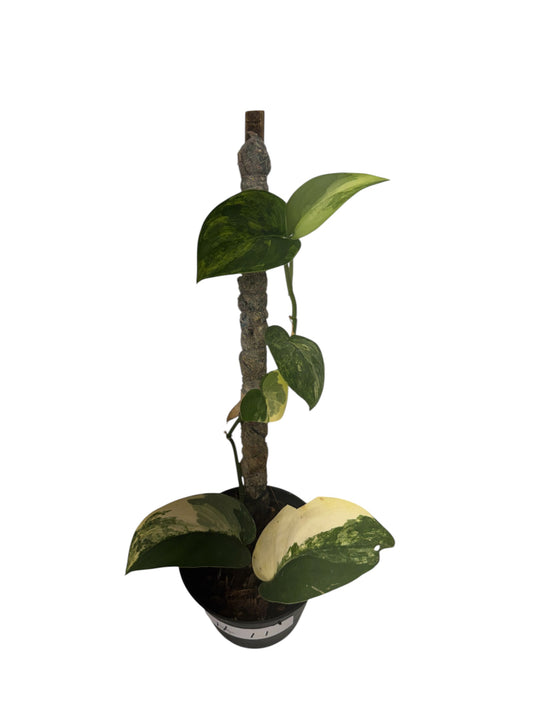 Scindapsus Satin Jade Variegated