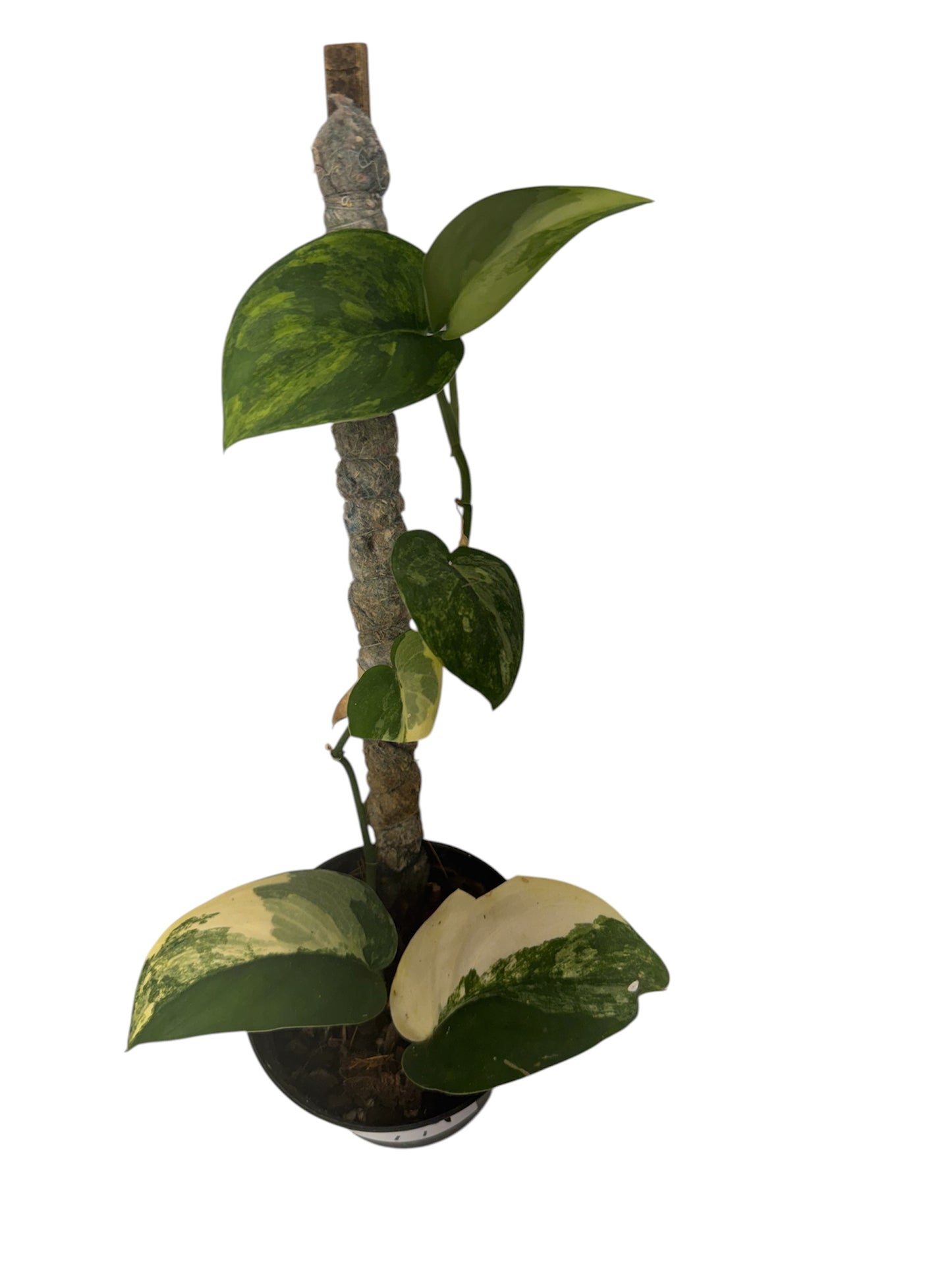 Scindapsus Satin Jade Variegated