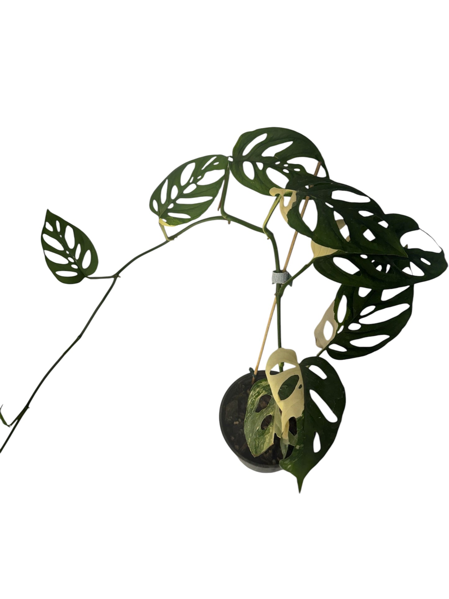 Monstera Adonsonii Variegated