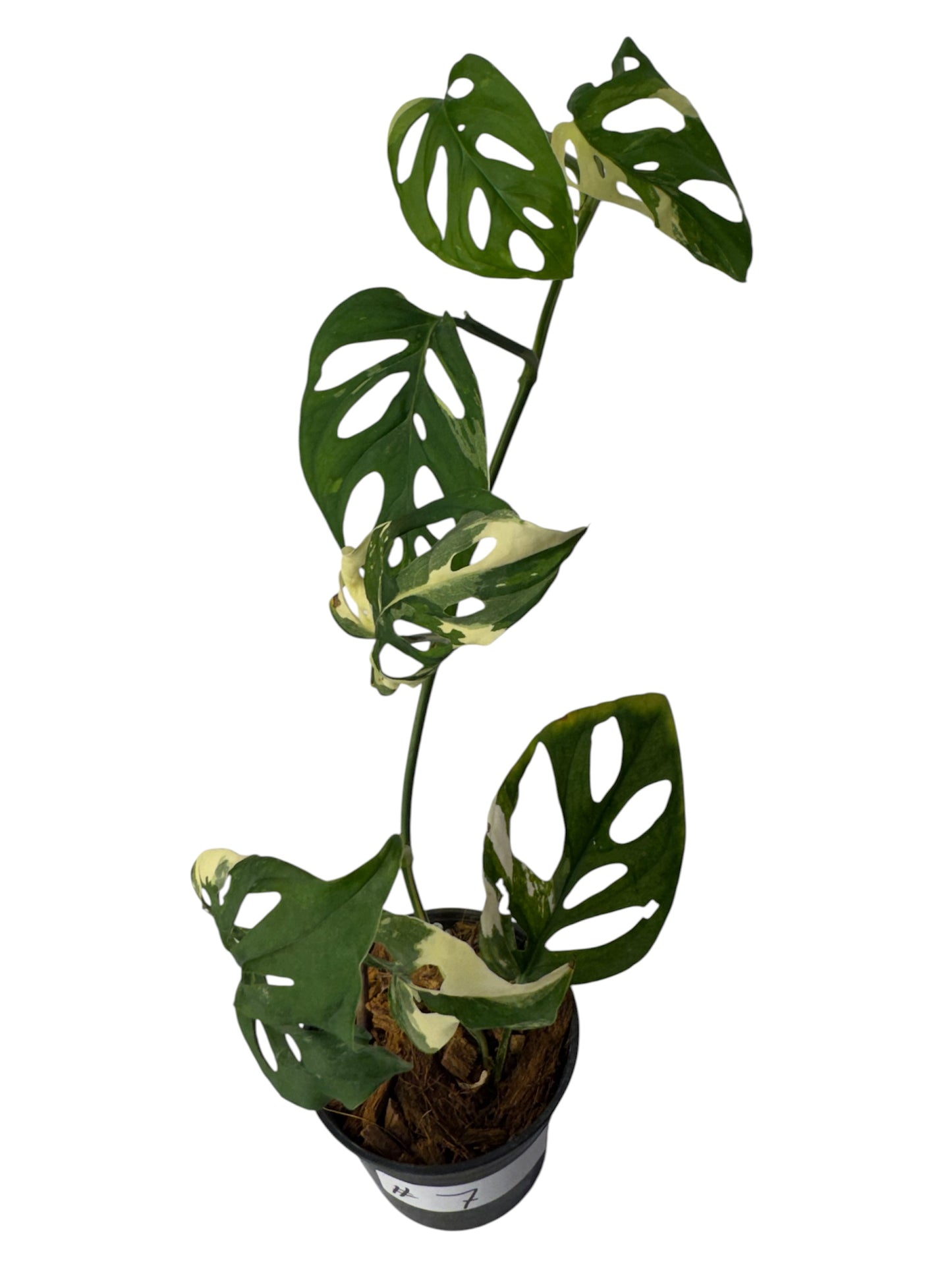 Monstera Adonsonii Variegated