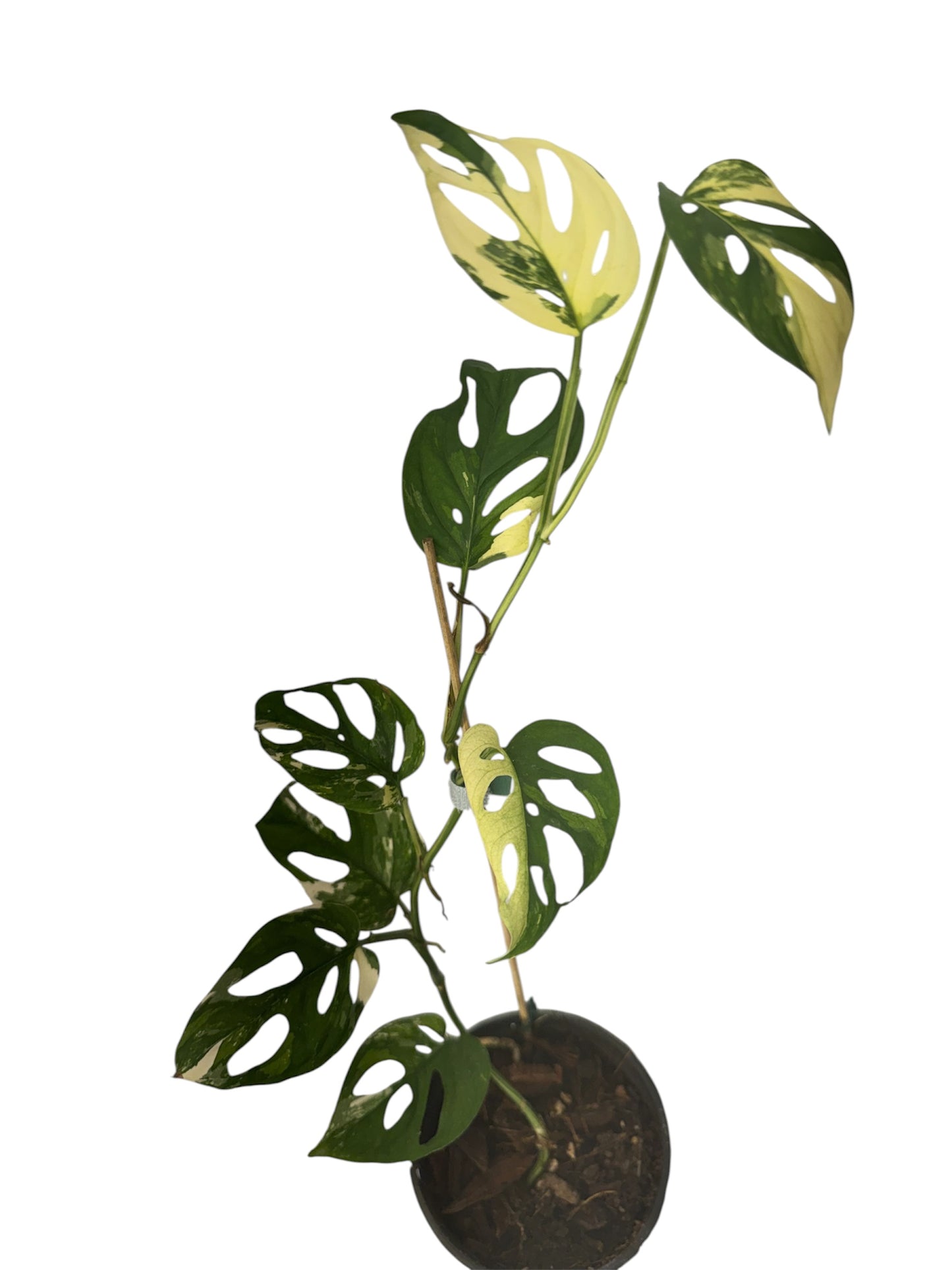 Monstera Adonsonii Variegated