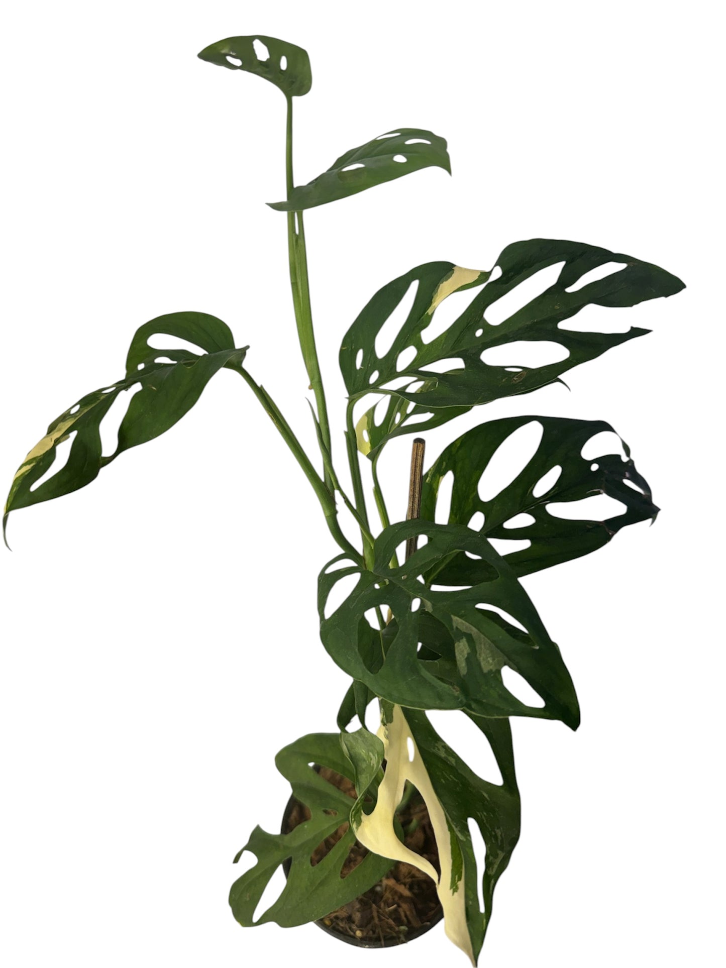 Monstera Adonsonii Variegated