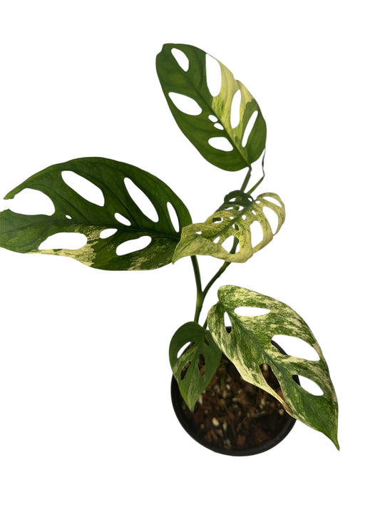 Monstera Adansonii Variegated
