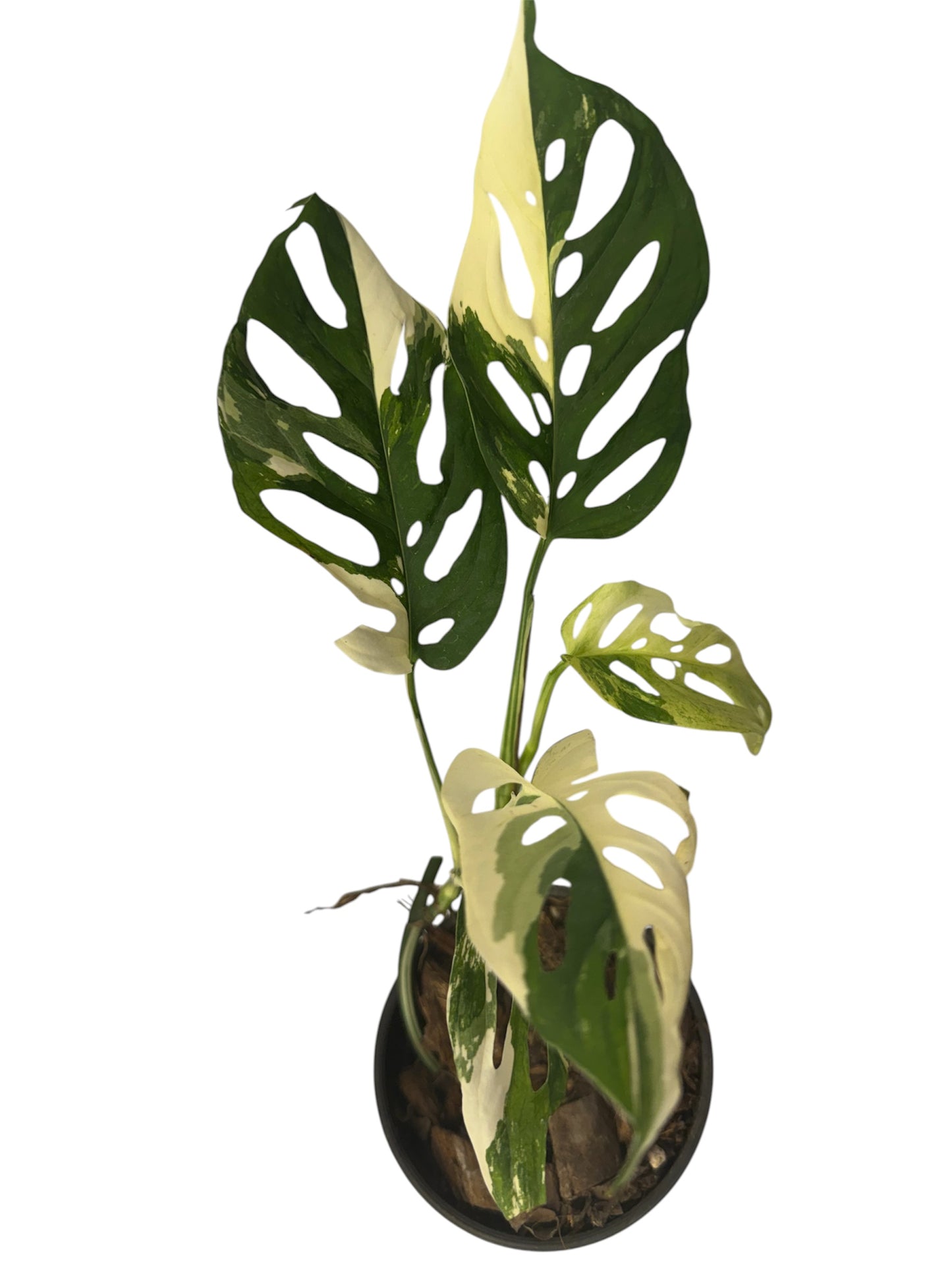 Monstera Adansonii Variegated