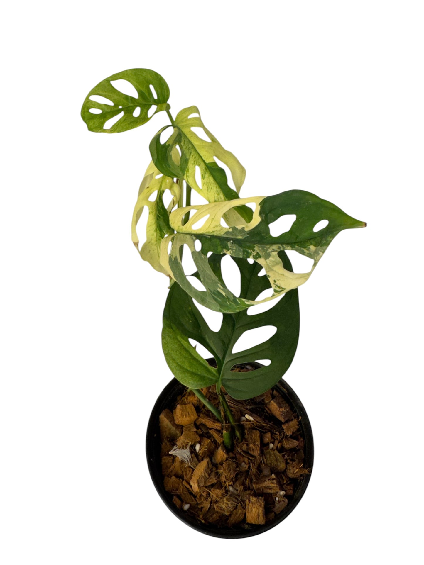 Monstera Adansonii Variegated