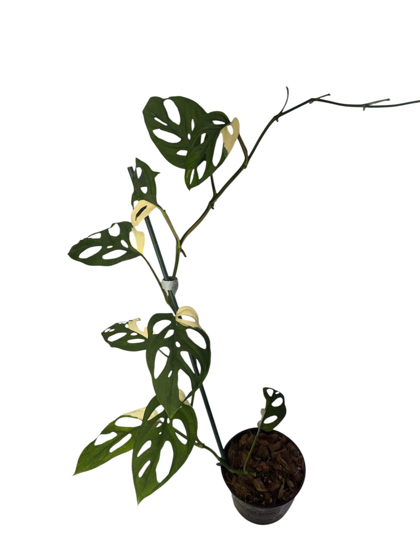 Monstera Adonsonii Variegated