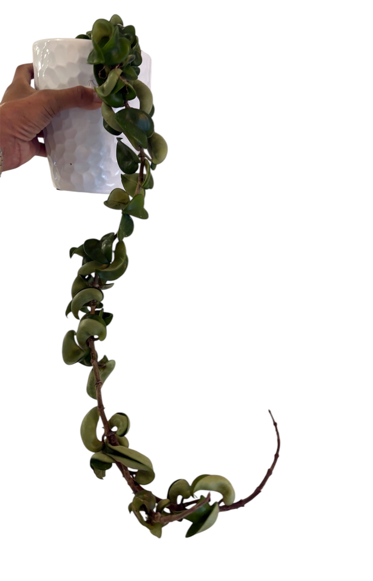 Hoya Compacta Green Hidu rope) 18 - 24 inch long