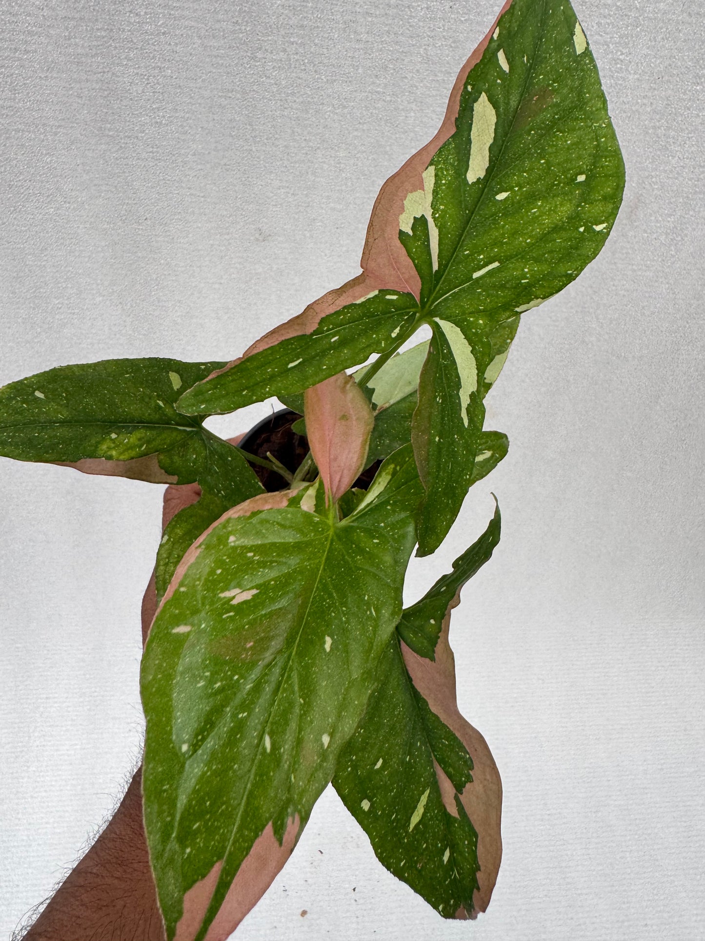 Syngonium 'Red Spot Tricolor'