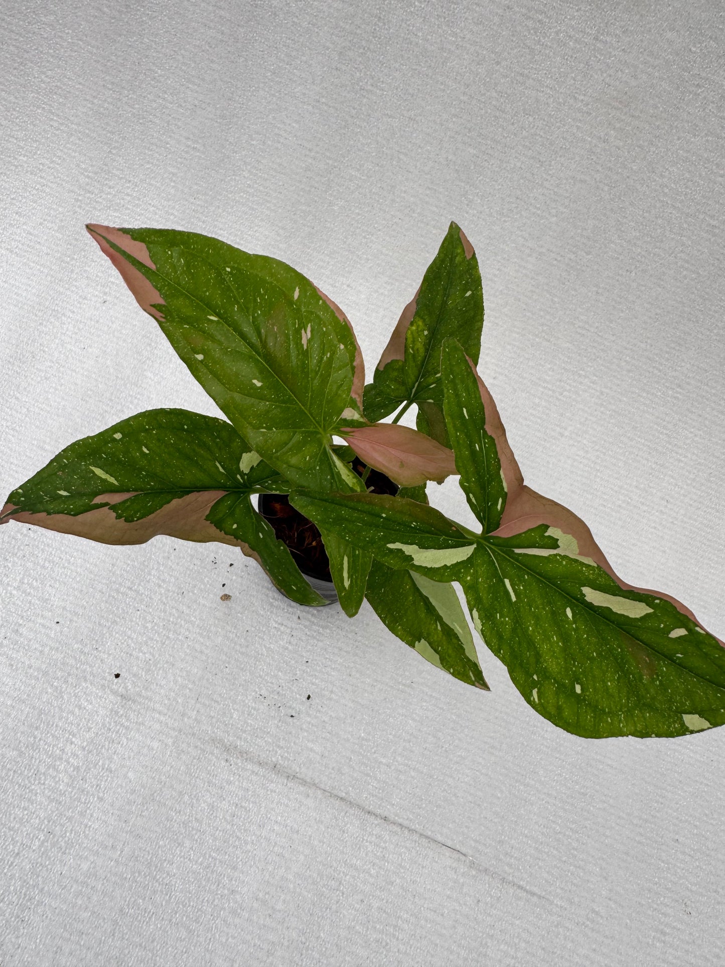 Syngonium 'Red Spot Tricolor'