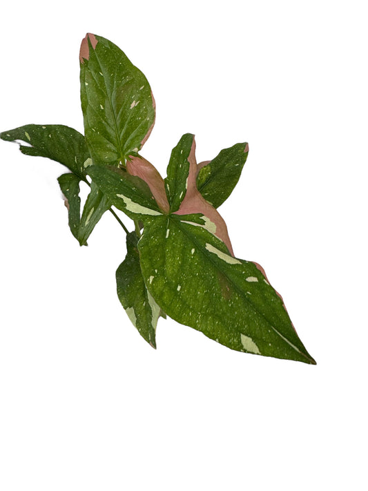 Syngonium 'Red Spot Tricolor'