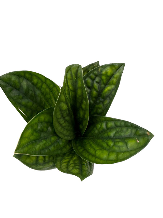 Monstera Peru