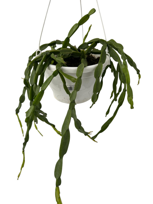 Rhipsalis Paradoxa Large