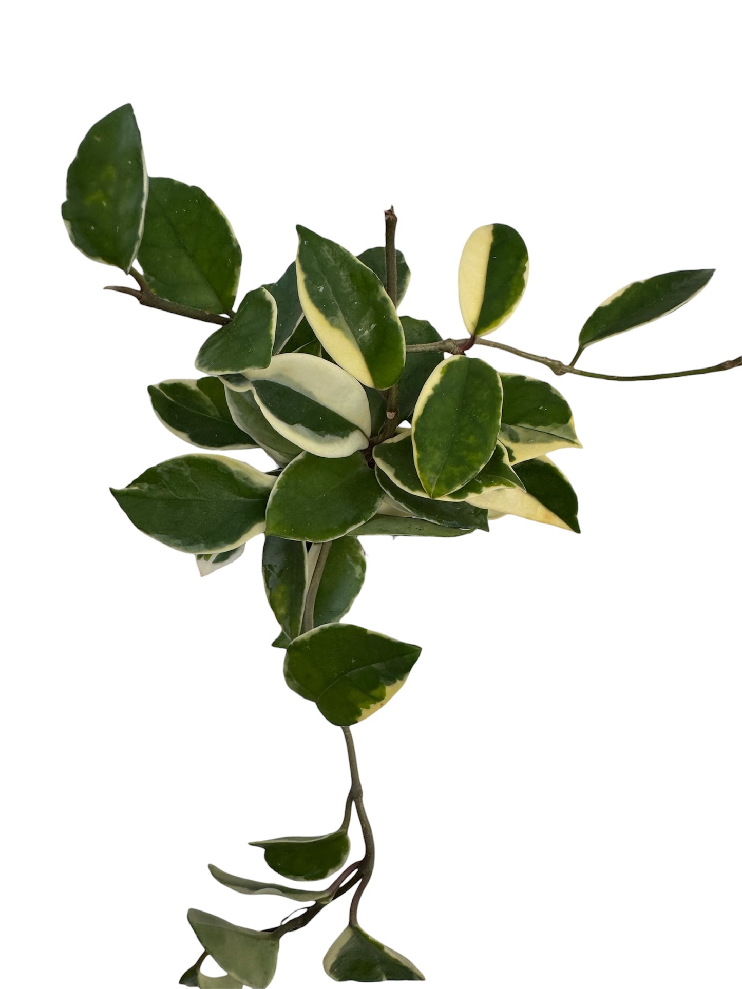 Hoya Carnosa Exotica Tricolor