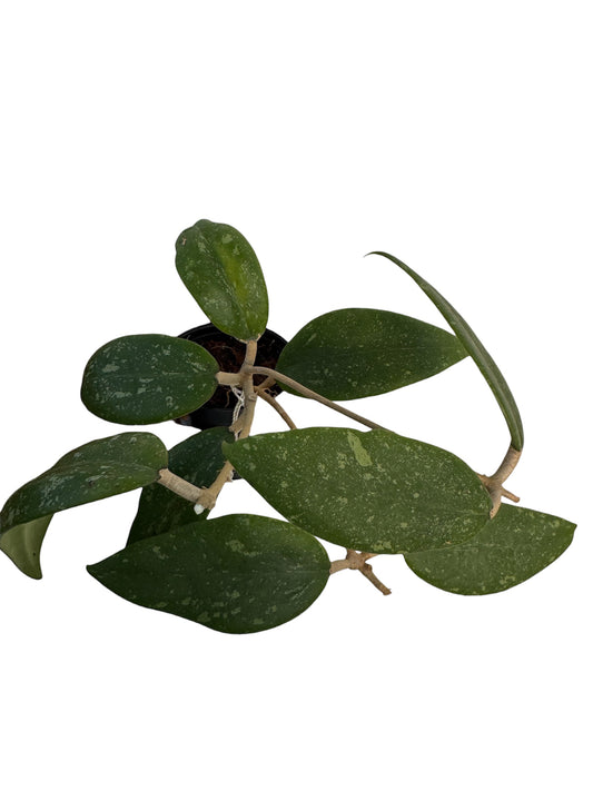 Hoya Veitman ah 001