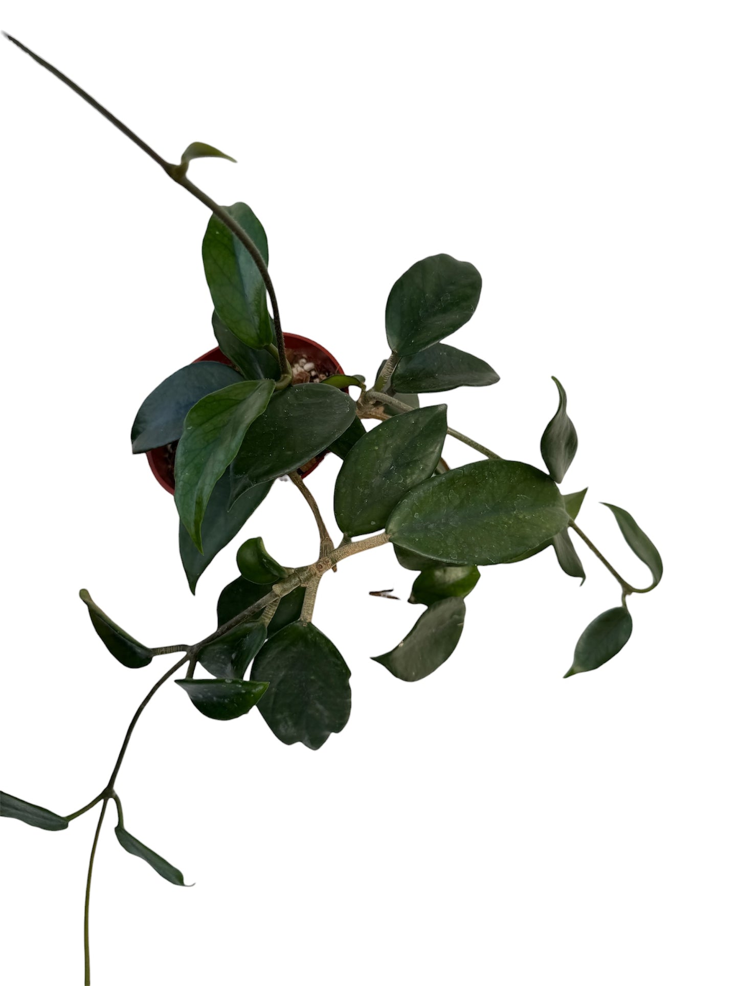 Hoya sp Doi Tung