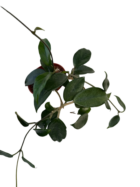 Hoya sp Doi Tung