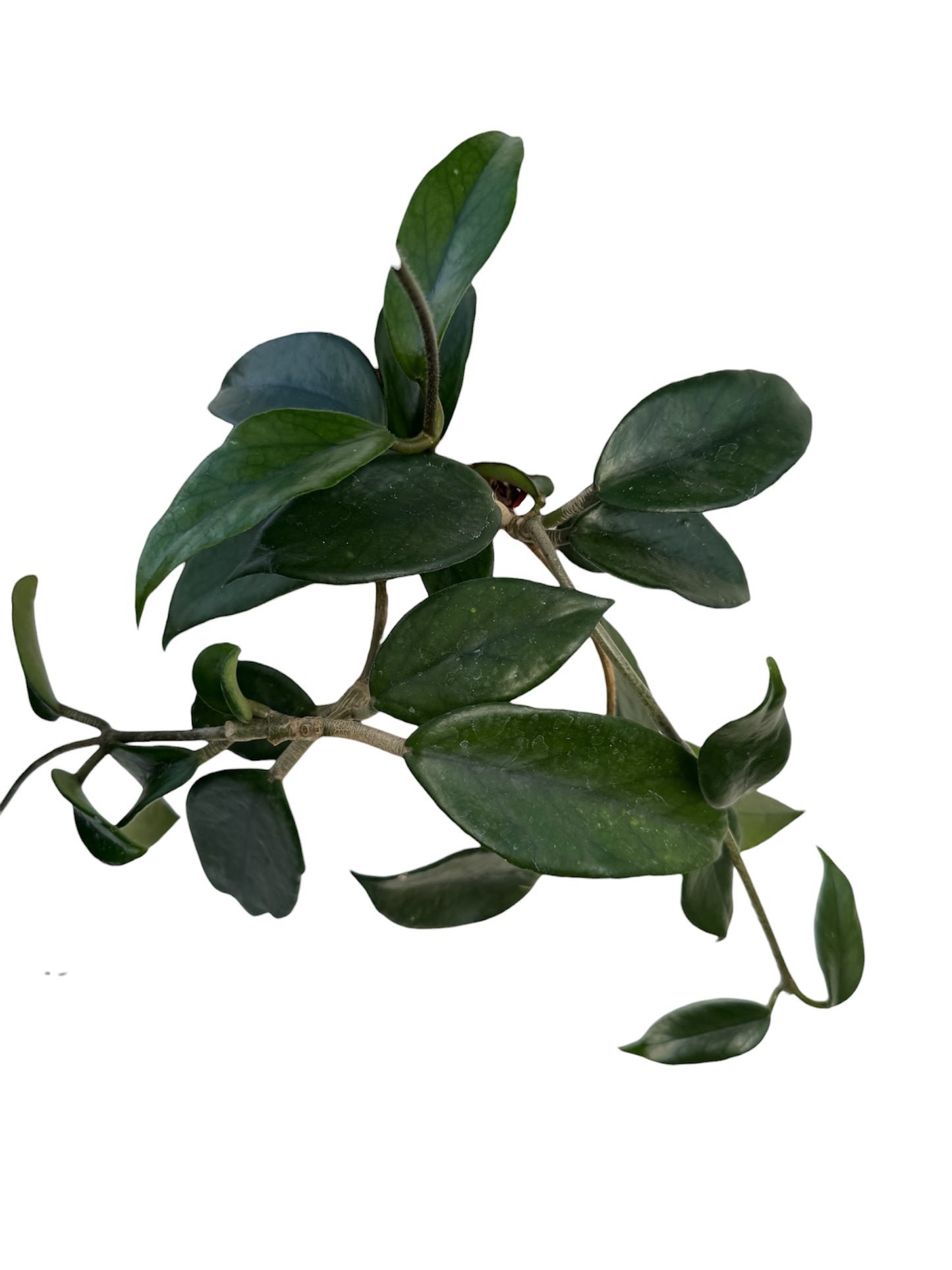 Hoya sp Doi Tung