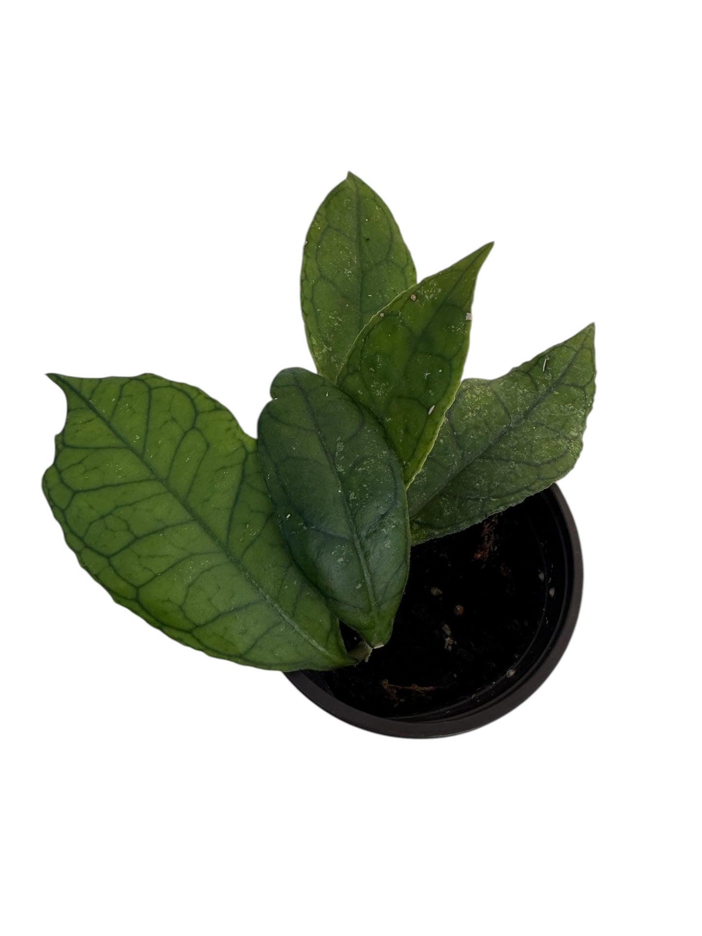 Hoya finlaysonii