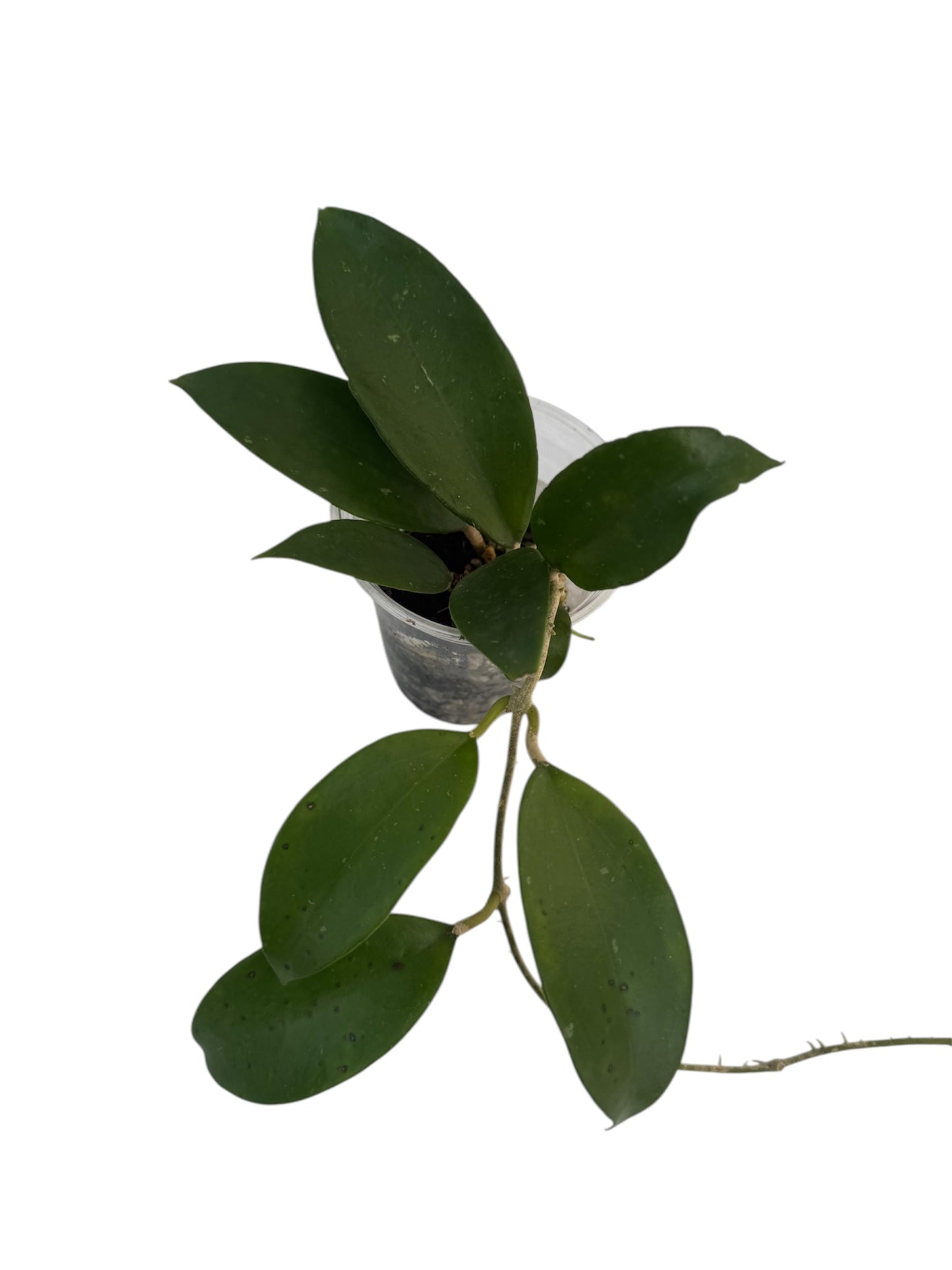Hoya Excavata